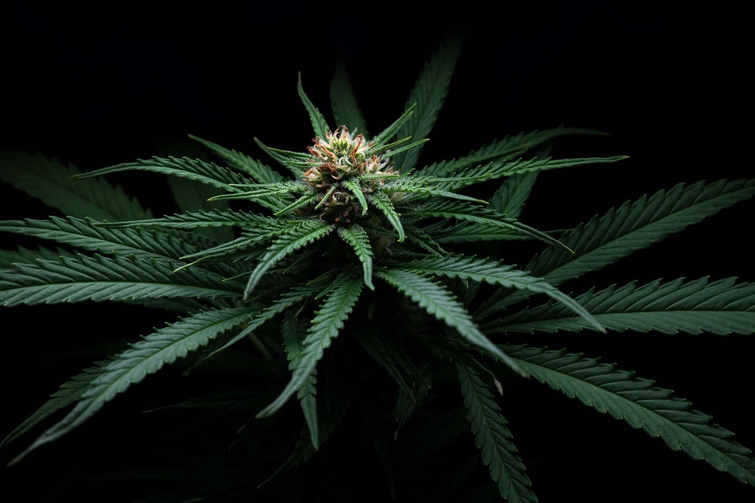 Das Bild zeigt eine Cannabis Pflanze