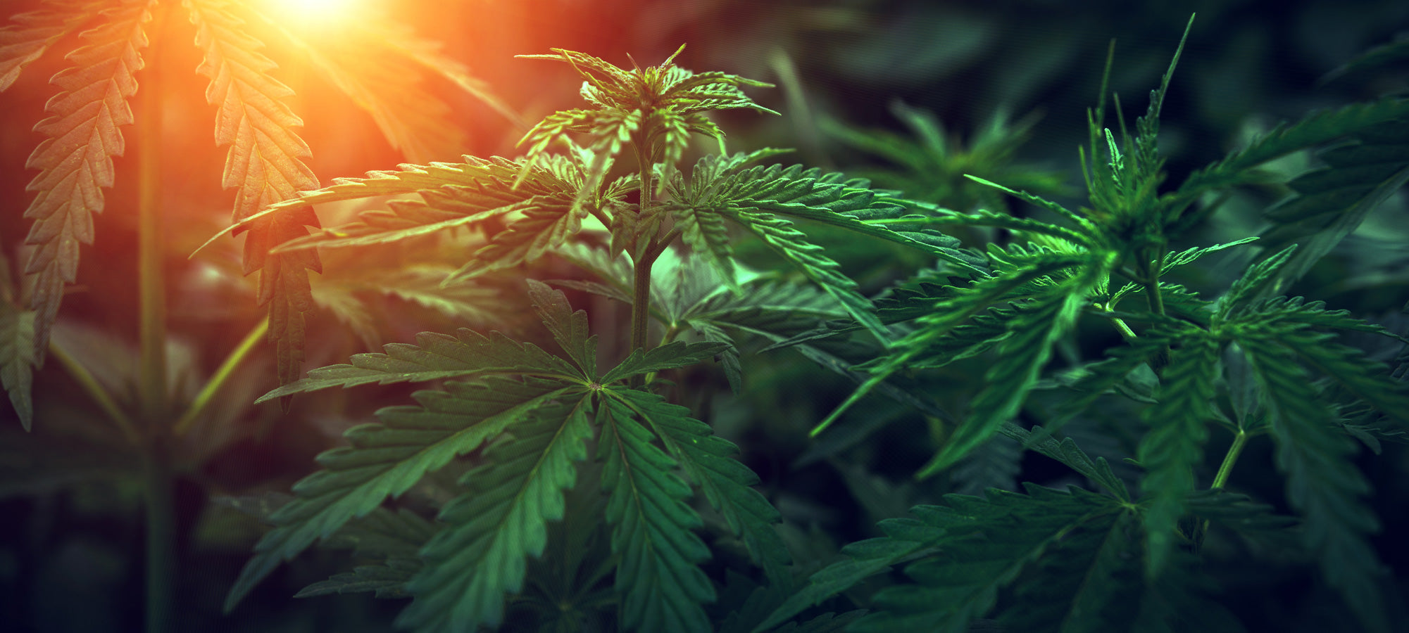 CBD Blüten kaufen Qualität erkennen: Nahaufnahme von Hanfpflanzen im Licht.