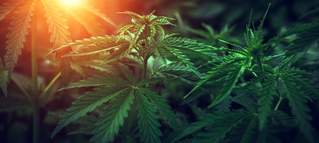 CBD Blüten kaufen Qualität erkennen: Nahaufnahme von Hanfpflanzen im Licht.