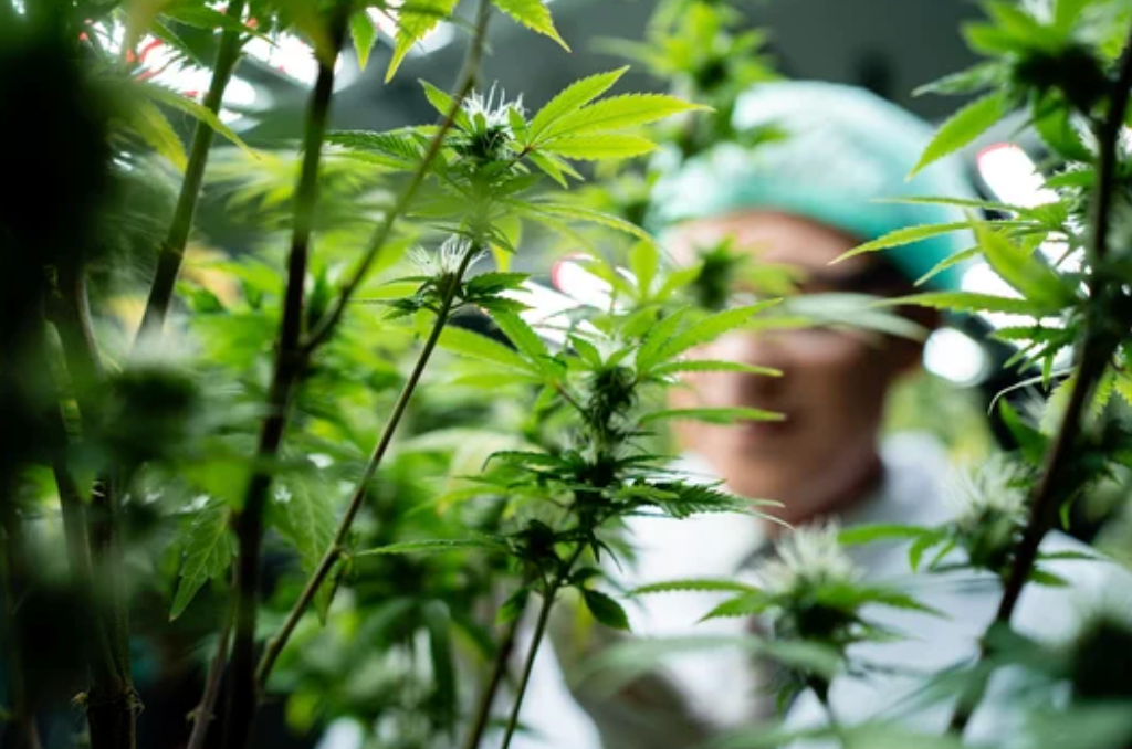 CBD Hanfpflanzen im natürlichen Anbau mit Fokus auf Terpene und Flavonoide in CBD - Blüten