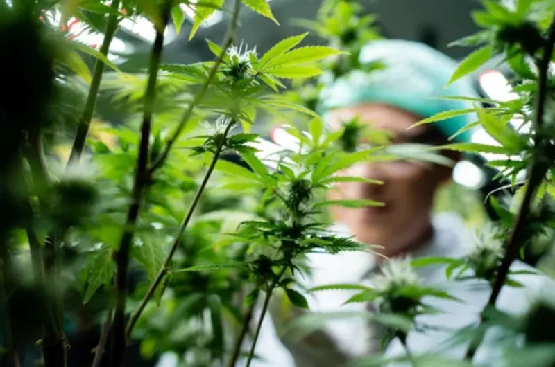 Terpene und Flavonoide in CBD Blüten: Aroma richtig verstehen