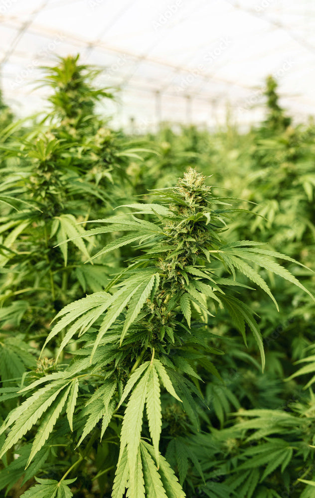 CBD Hanfpflanzen in einem Schweizer Gewächshaus