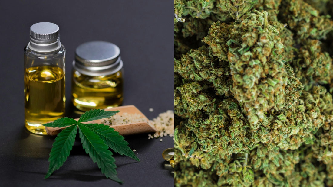 CBD Öl in kleinen Glasflaschen neben Hanfblatt und getrockneten CBD Blüten