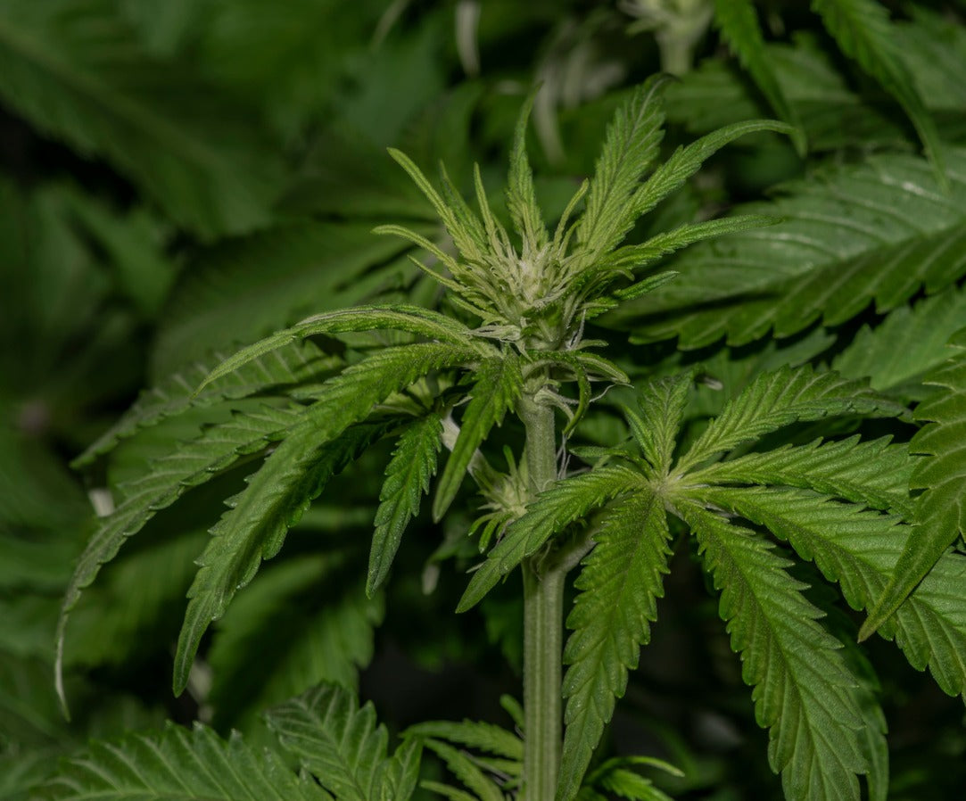 Nahaufnahme einer Sativa-Pflanze mit grünen Blättern und jungen Blüten. Was ist eine Sativa-Pflanze.