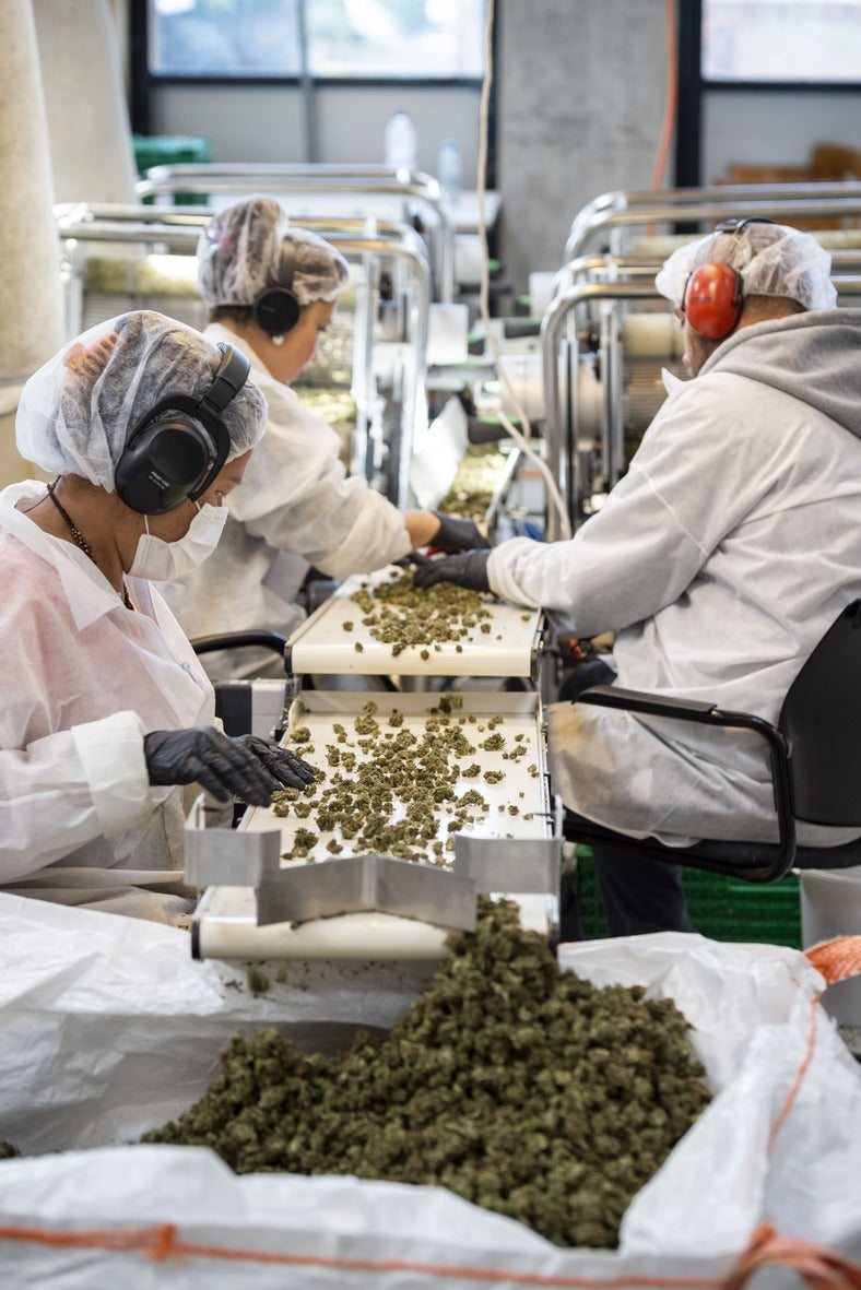 Mitarbeitende sortieren und verarbeiten CBD Blüten in einer Produktionshalle