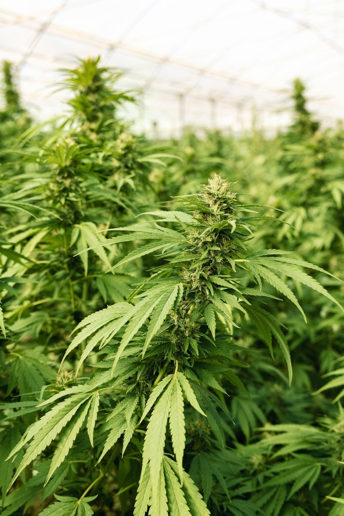 Blühende Cannabispflanzen im Gewächshaus