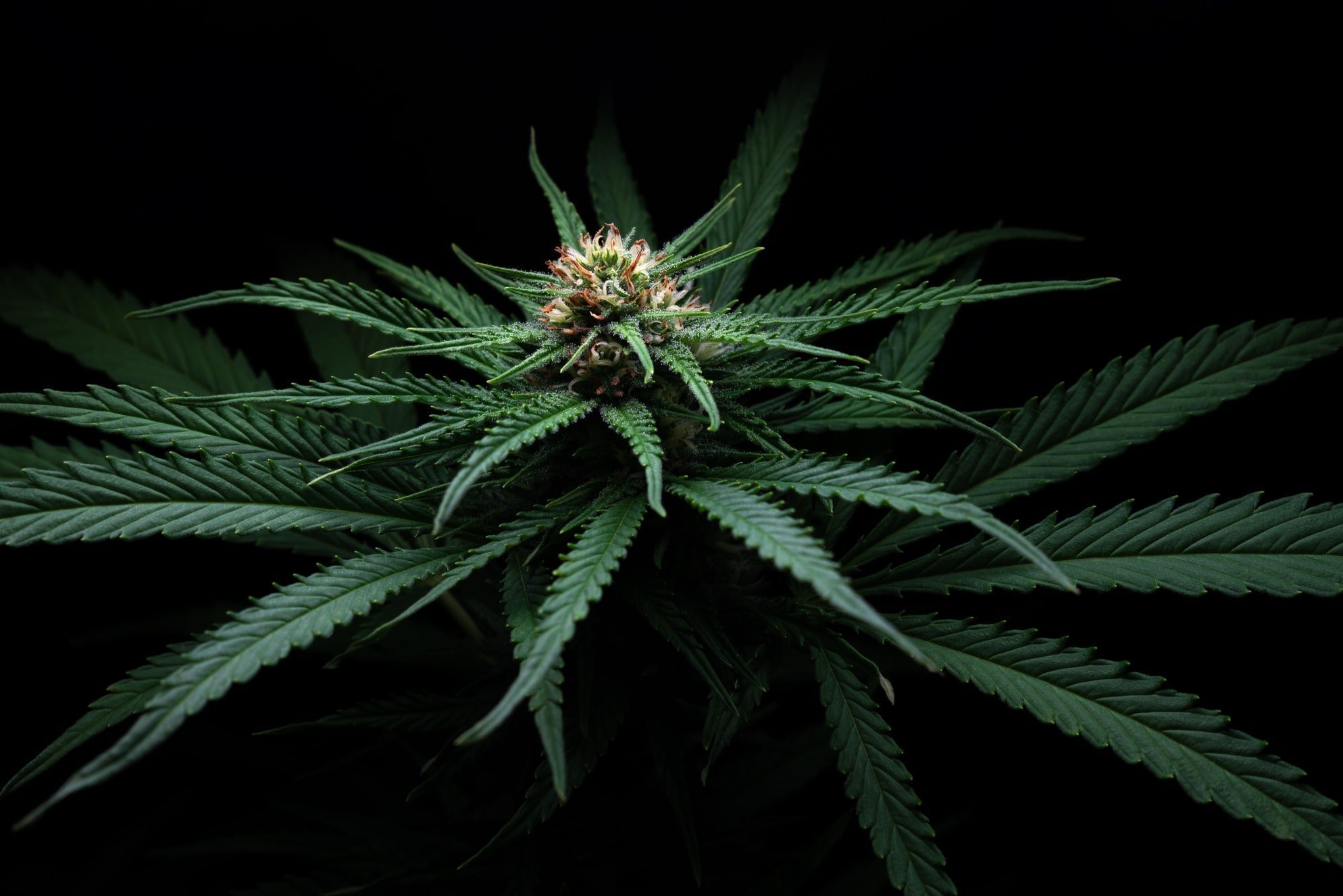 Granat Haze CBD Blüten kaufen – Premium Haze online