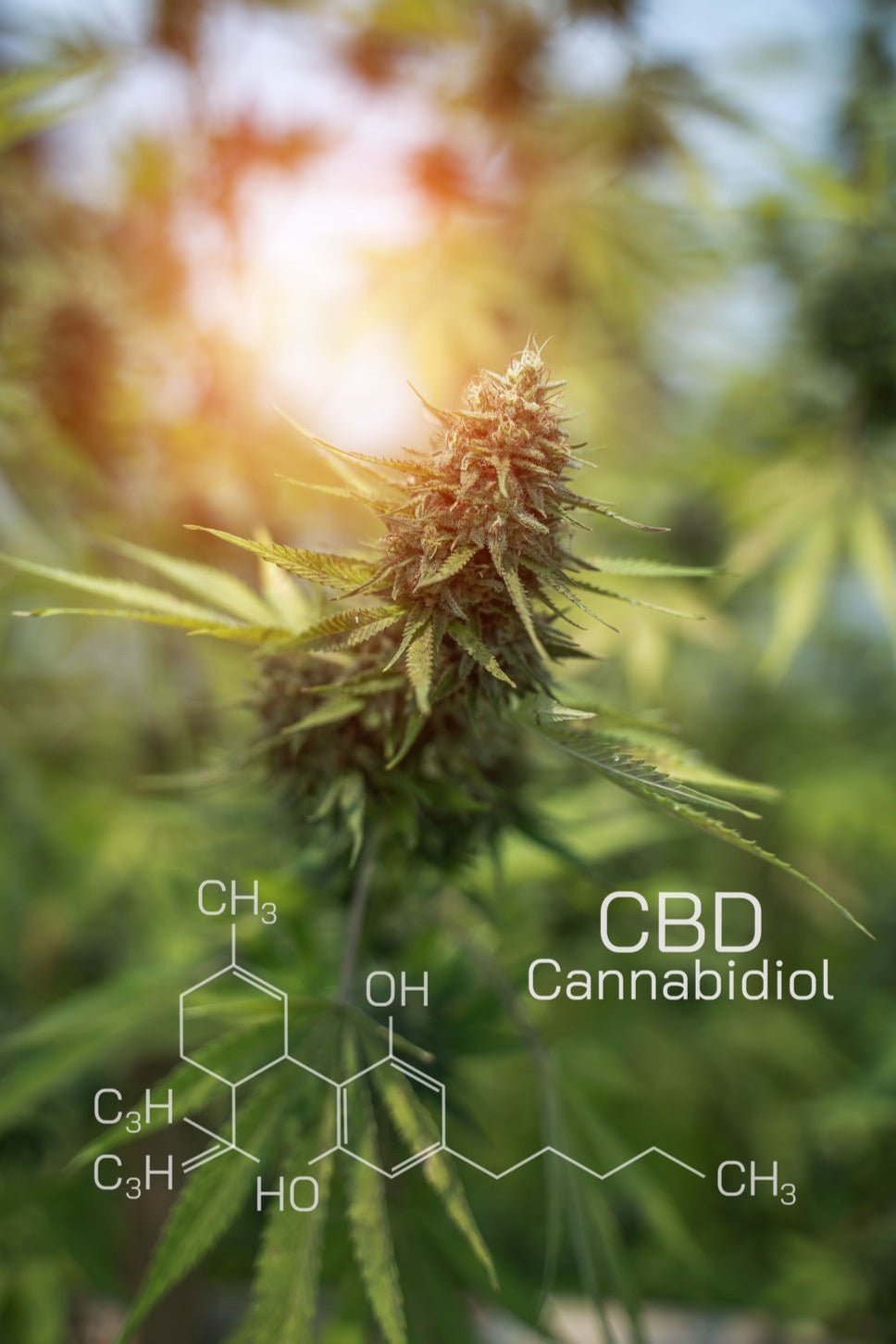 Nahaufnahme einer CBD Hanfblüte mit sichtbarer Cannabidiol - Struktur im Hintergrund