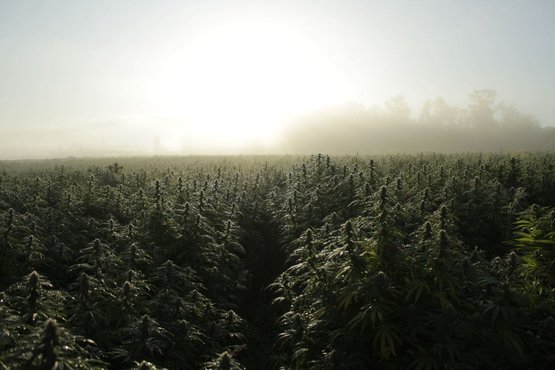 Weites Feld mit dicht wachsenden Hanfpflanzen im Morgennebel