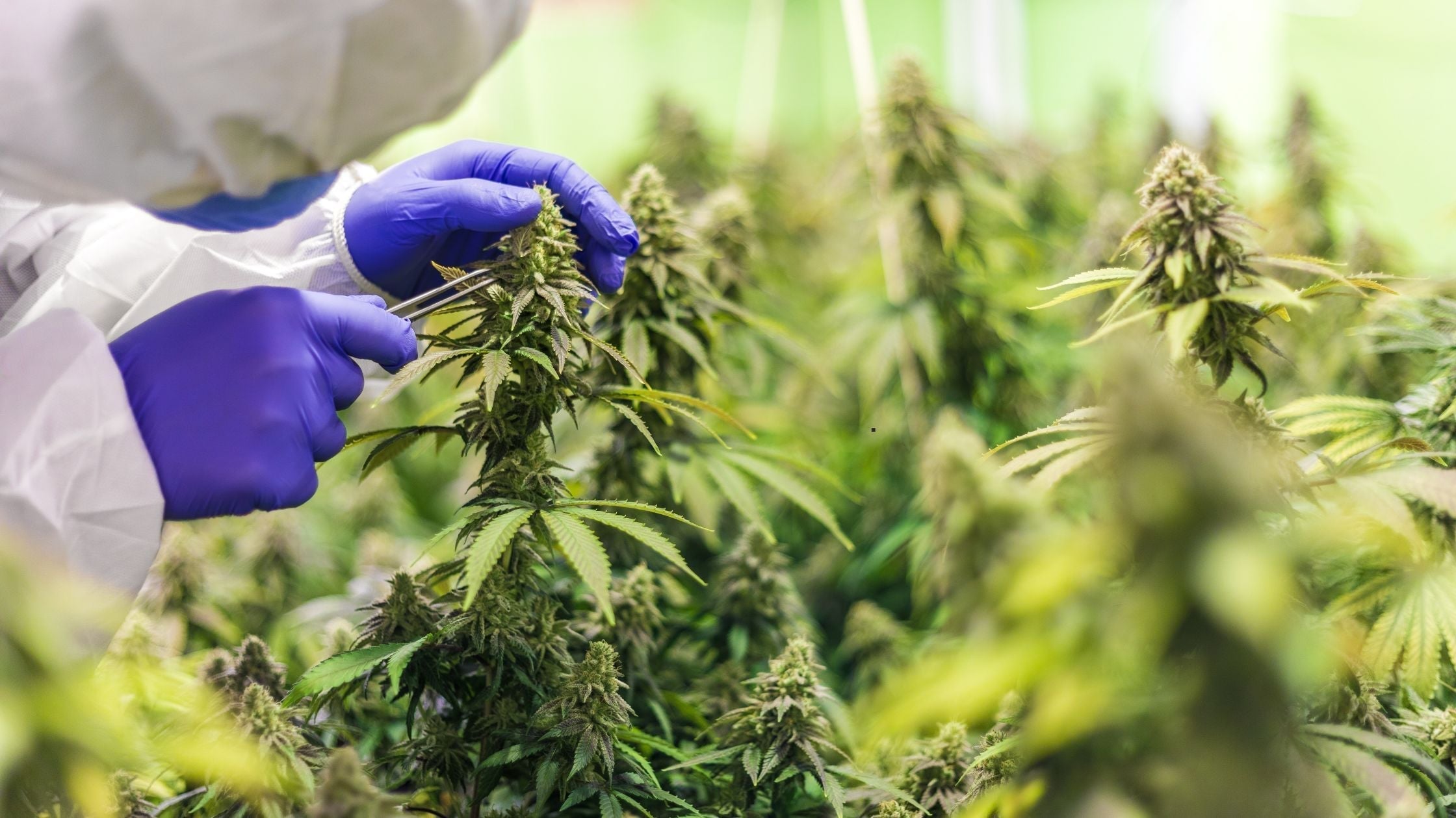 Behandschuhte Hand prüft eine blühende Cannabispflanze im Gewächshaus
