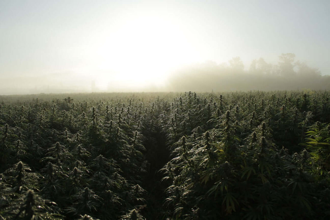 Saphir CBD Blüten Kush 