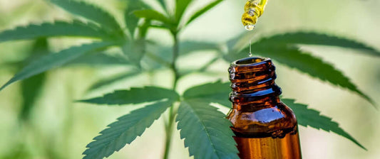 Bio CBD Öl